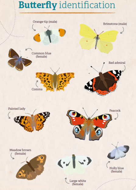 Brilliant butterflies | Wildlife Watch